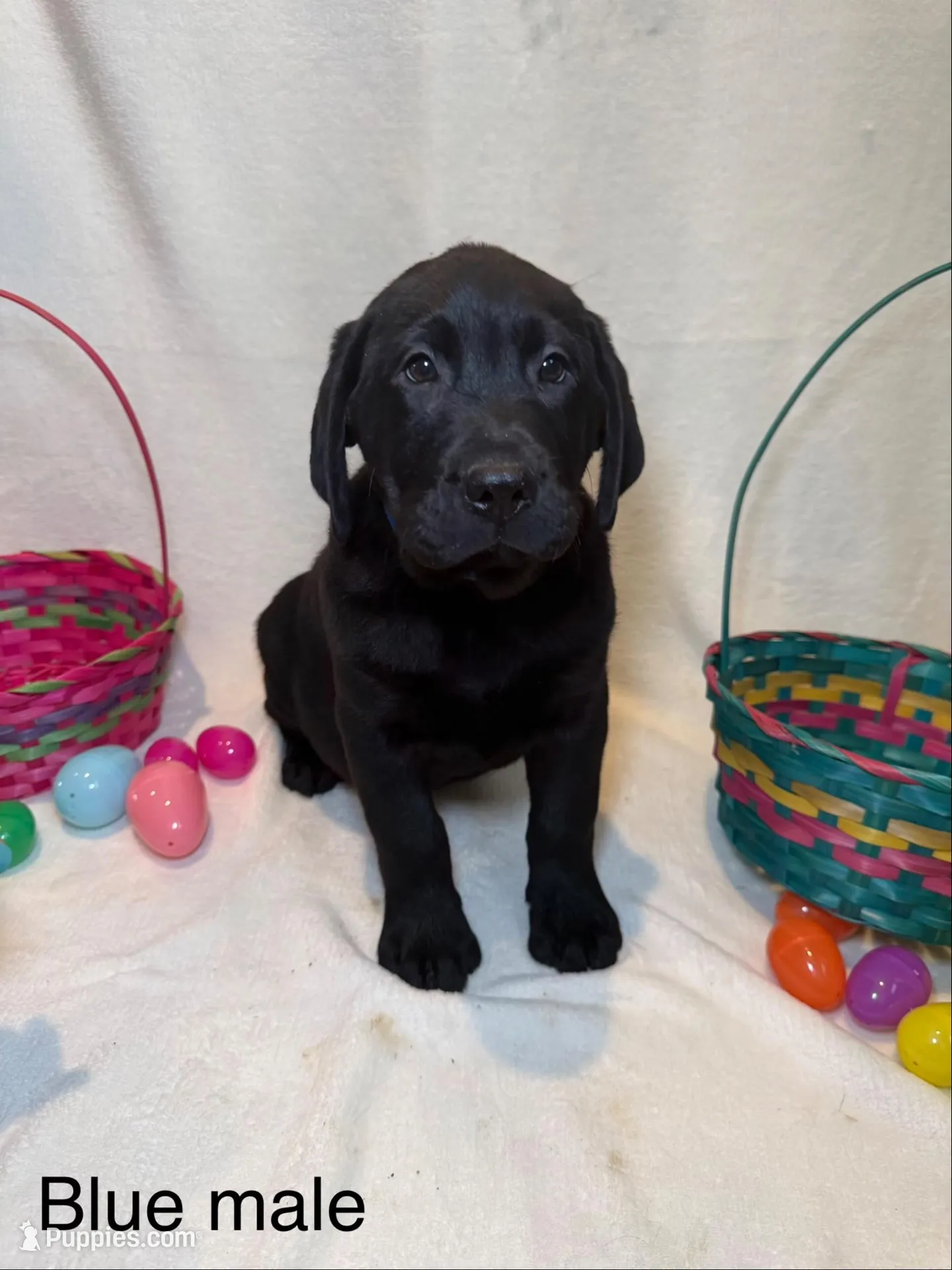 English Labrador- Blue collar  – Labrador Retriever puppy for sale in Fennimore, WI