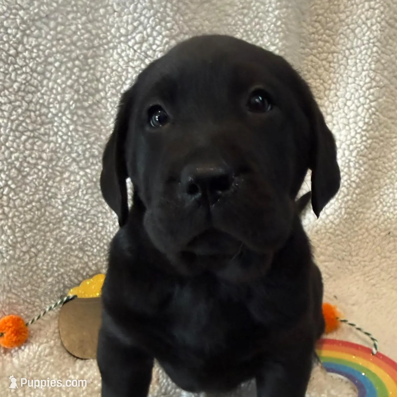 English Labrador- Blue collar , a male Labrador Retriever for sale in Fennimore, WI – Photo 1 of 1