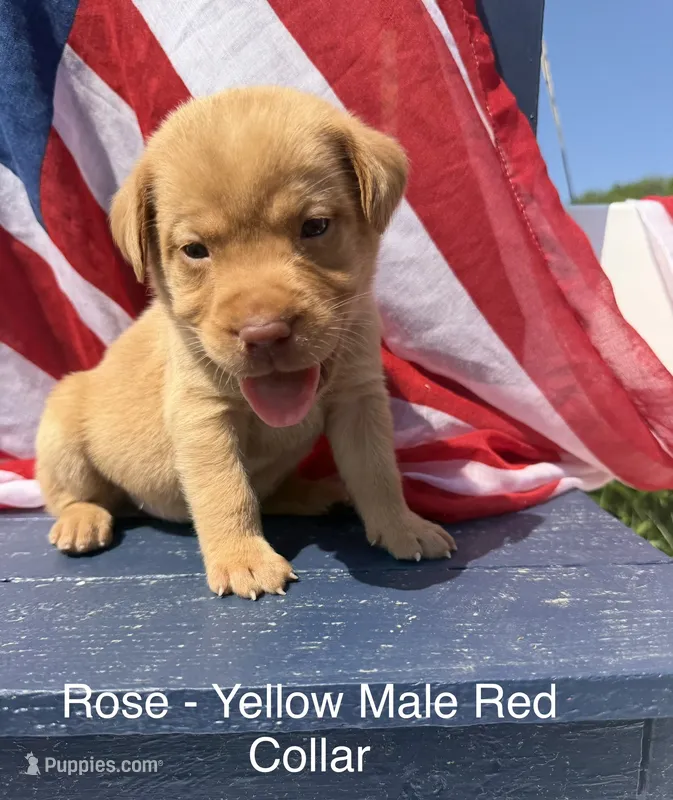 Red Collar – Labrador Retriever puppy for sale in Fennimore, WI
