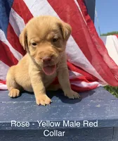 Red Collar, a male Labrador Retriever for sale in Fennimore, WI – 1 of 1