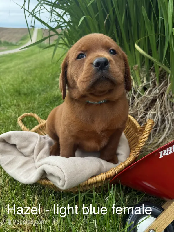 English Lab - Light blue collar – Labrador Retriever puppy for sale in Fennimore, WI