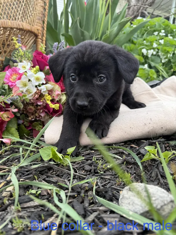 Blue Collar , a male Labrador Retriever for sale in Fennimore, WI – Photo 1 of 1