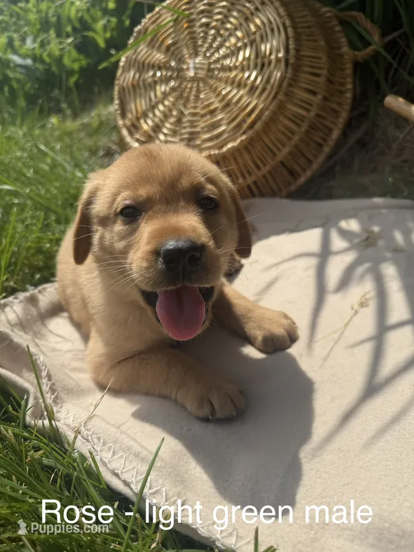 Green collar  – Labrador Retriever puppy for sale in Fennimore, WI