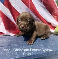 Yellow Collar, a female Labrador Retriever for sale in Fennimore, WI – 1 of 1