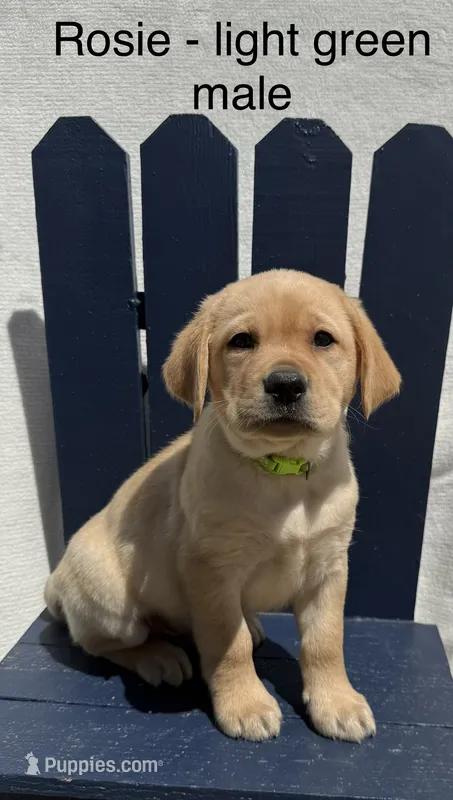 English Labrador- Light Green Collar – Labrador Retriever puppy for sale in Fennimore, WI