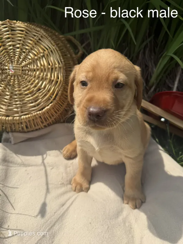 Black Collar – Labrador Retriever puppy for sale in Fennimore, WI