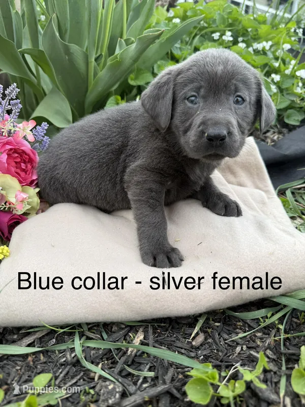 Blue Collar – Labrador Retriever puppy for sale in Fennimore, WI