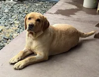 Shay, a female Labrador Retriever for sale in Fennimore, WI – 2 of 3