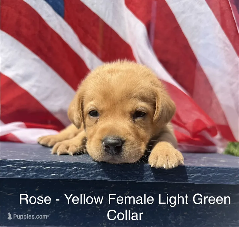 Light Green Collar – Labrador Retriever puppy for sale in Fennimore, WI