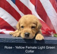 Light Green Collar, a female Labrador Retriever for sale in Fennimore, WI – 1 of 1