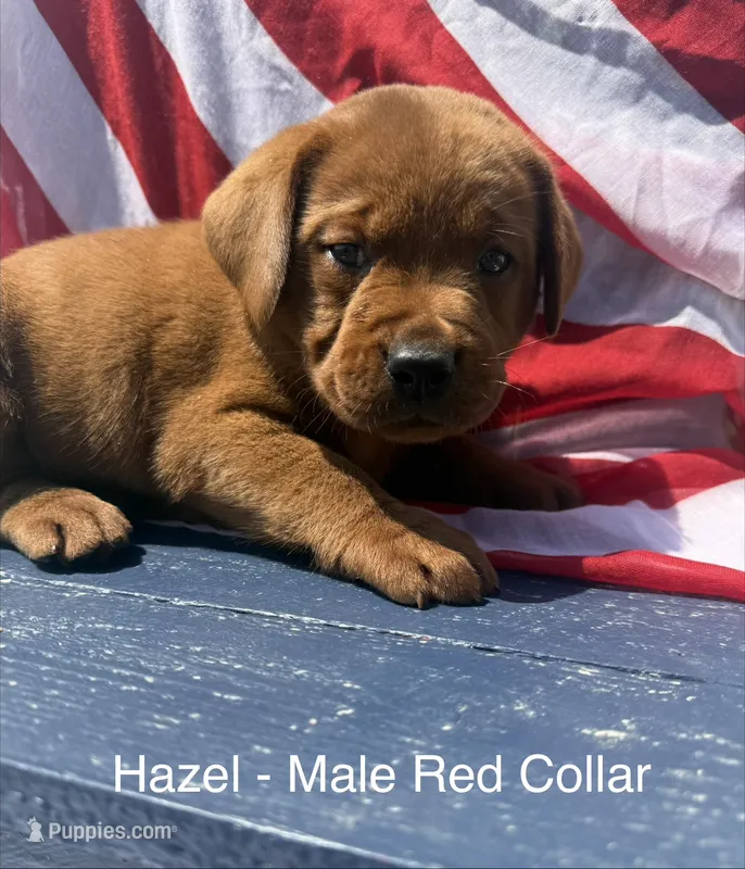 English Lab - Red collar  – Labrador Retriever puppy for sale in Fennimore, WI