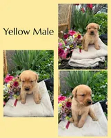 Photo of English Red Male