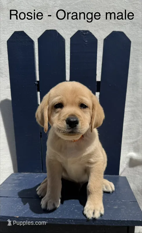 English Labrador- Orange Collar  – Labrador Retriever puppy for sale in Fennimore, WI