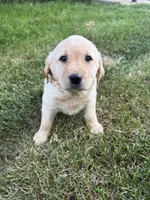 Purple Collar , a female Labrador Retriever for sale in Fennimore, WI – 3 of 3