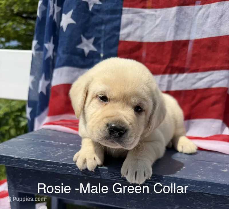English Labrador- Green Collar  – Labrador Retriever puppy for sale in Fennimore, WI
