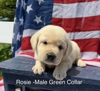 English Labrador- Green Collar , a male Labrador Retriever for sale in Fennimore, WI – 1 of 1