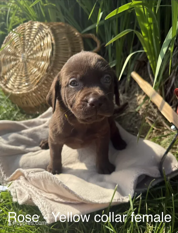 Yellow Collar – Labrador Retriever puppy for sale in Fennimore, WI