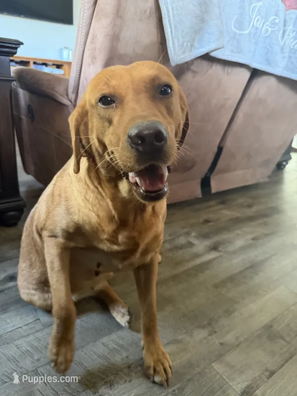 Riley – Labrador Retriever puppy for sale in Fennimore, WI