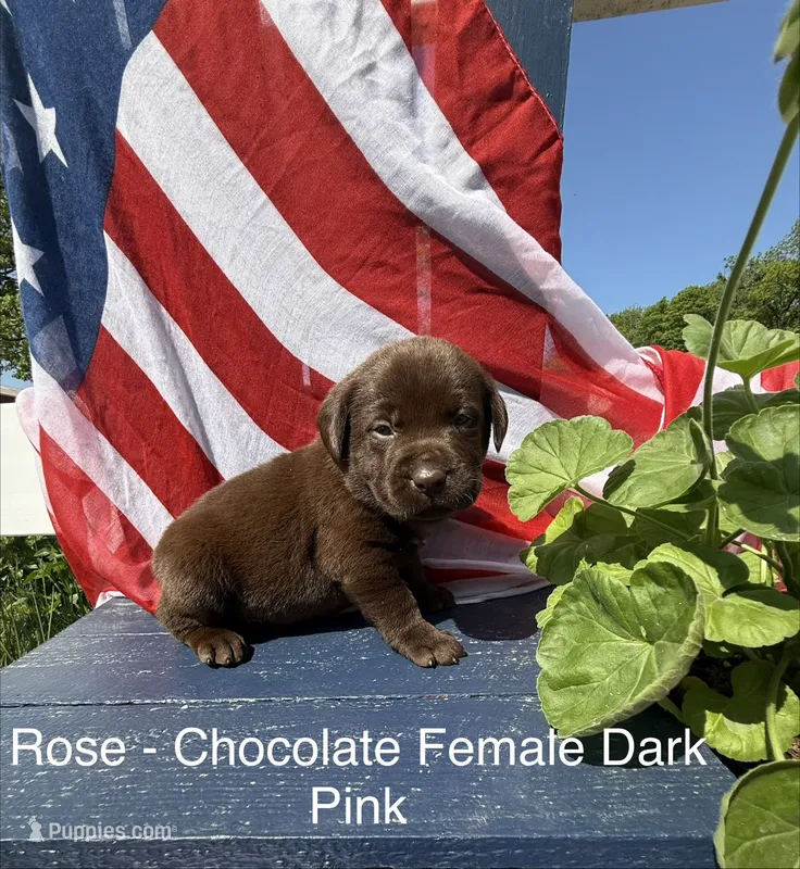 Dark Pink Collar – Labrador Retriever puppy for sale in Fennimore, WI