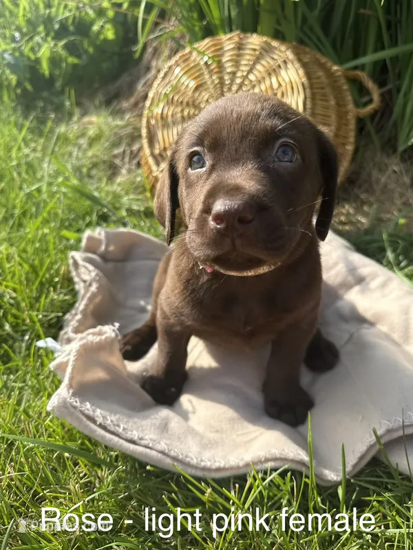 Light Pink – Labrador Retriever puppy for sale in Fennimore, WI