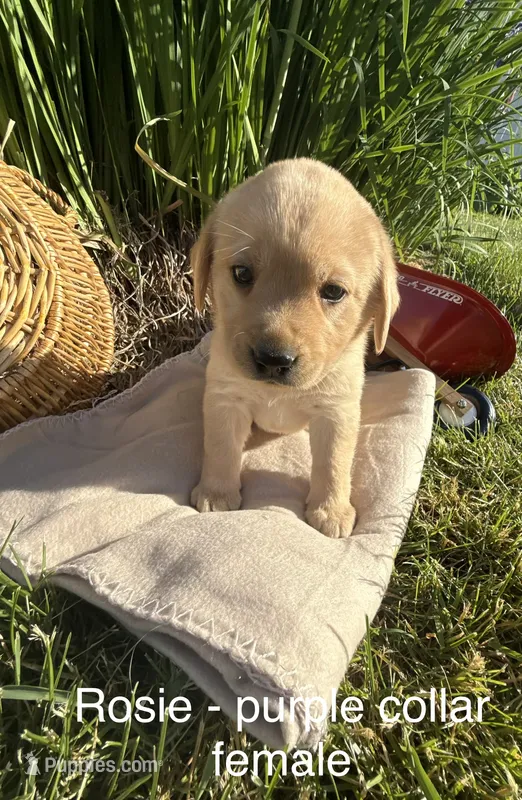 English Labrador - Purple Collar  – Labrador Retriever puppy for sale in Fennimore, WI