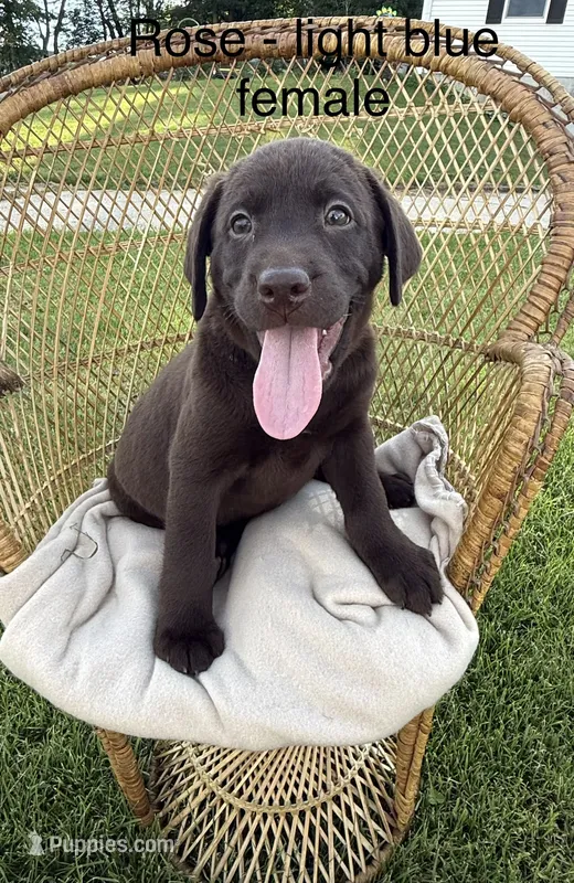 Light Blue Collar – Labrador Retriever puppy for sale in Fennimore, WI