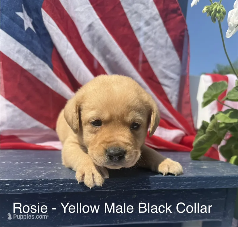 English Labrador- Yellow Collar  – Labrador Retriever puppy for sale in Fennimore, WI