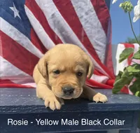 English Labrador- Yellow Collar , a male Labrador Retriever for sale in Fennimore, WI – 1 of 1