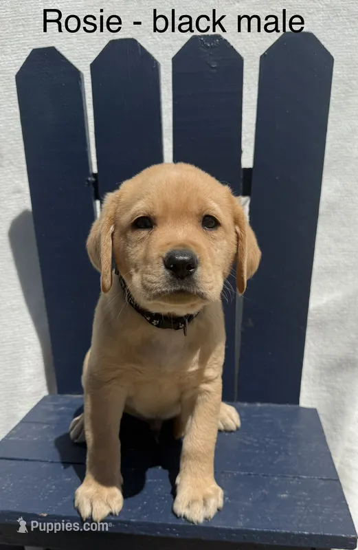 English Labrador- Black Collar  – Labrador Retriever puppy for sale in Fennimore, WI