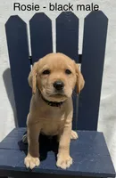 English Labrador- Black Collar , a male Labrador Retriever for sale in Fennimore, WI – 1 of 3