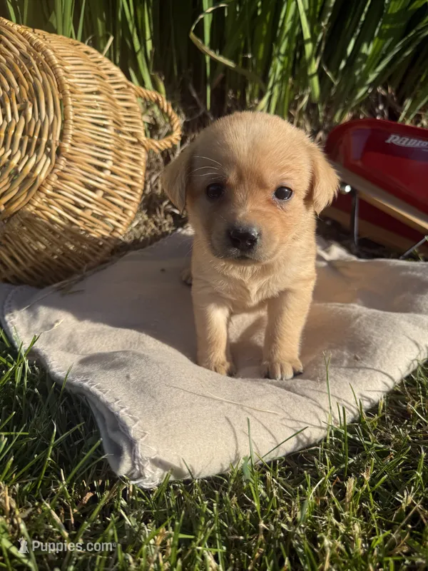 English Labrador - Dark Pink Collar – Labrador Retriever puppy for sale in Fennimore, WI
