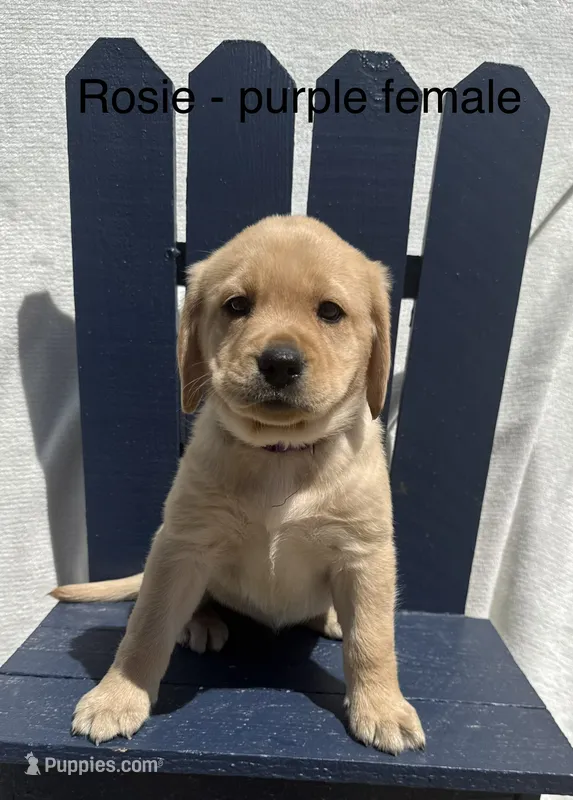 English Labrador - Purple Collar  – Labrador Retriever puppy for sale in Fennimore, WI
