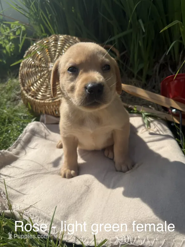 Light Green Collar – Labrador Retriever puppy for sale in Fennimore, WI