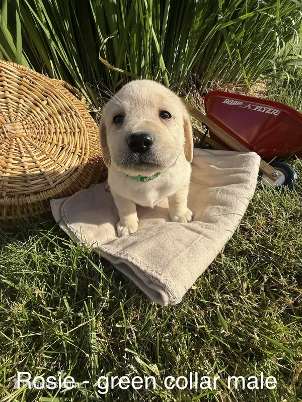 English Labrador- Green Collar  – Labrador Retriever puppy for sale in Fennimore, WI