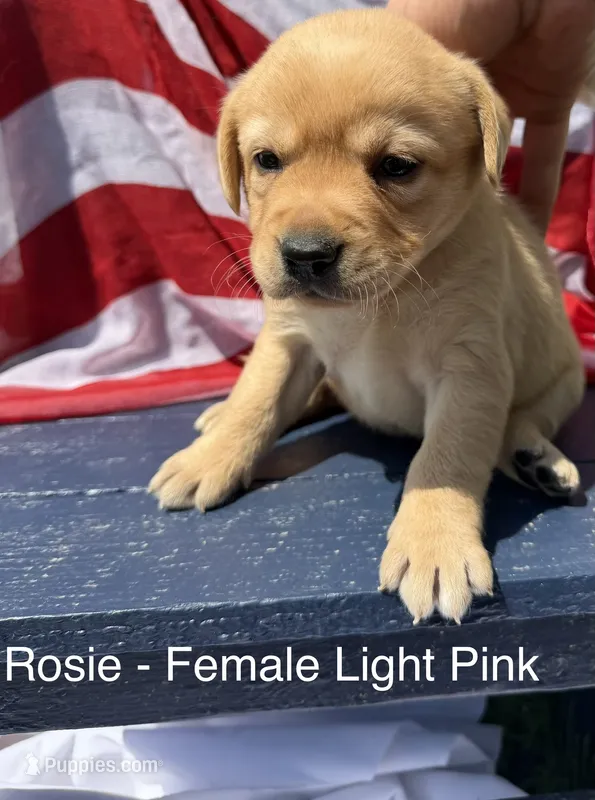 English Labrador- Light Pink – Labrador Retriever puppy for sale in Fennimore, WI