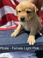 English Labrador- Light Pink, a female Labrador Retriever for sale in Fennimore, WI – 1 of 1