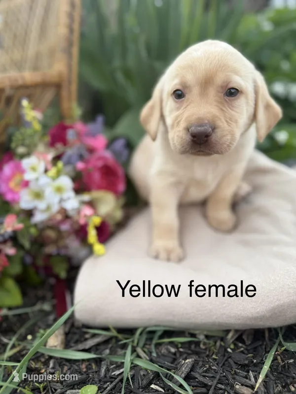 Gray Collar  – Labrador Retriever puppy for sale in Fennimore, WI