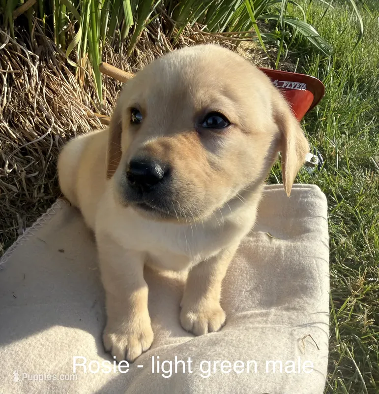 English Labrador- Light Green Collar – Labrador Retriever puppy for sale in Fennimore, WI