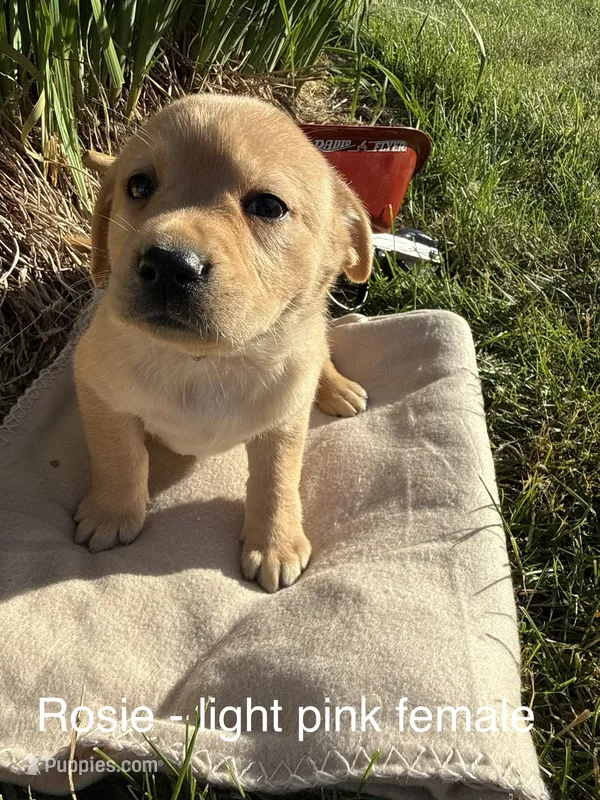English Labrador- Light Pink – Labrador Retriever puppy for sale in Fennimore, WI