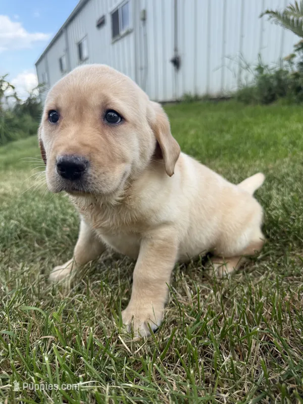 Purple Collar  – Labrador Retriever puppy for sale in Fennimore, WI