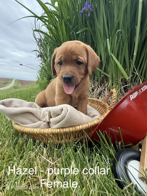 English Lab - Purple Collar  – Labrador Retriever puppy for sale in Fennimore, WI