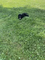 Star , a female Miniature Bernedoodle for sale in Robbinsville, NC – 2 of 4