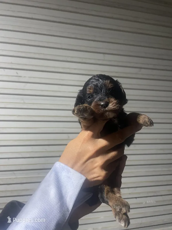 Daisy  – Miniature Bernedoodle puppy for sale in Robbinsville, NC