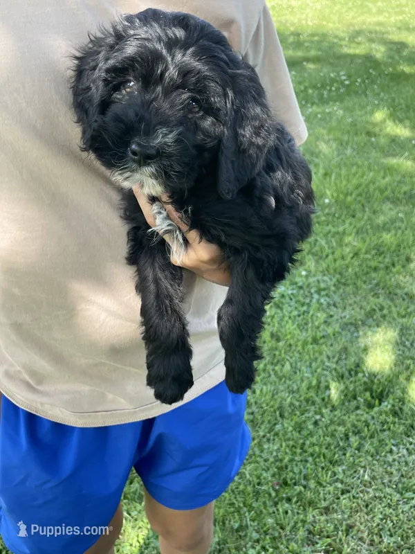 Val – Miniature Bernedoodle puppy for sale in Robbinsville, NC