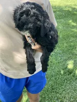 Val, a female Miniature Bernedoodle for sale in Robbinsville, NC – 1 of 3