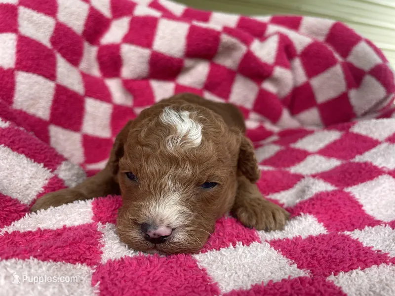 Rocky  – Miniature Bernedoodle puppy for sale in Robbinsville, NC