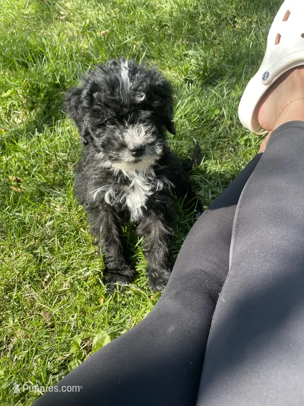 Creed – Miniature Bernedoodle puppy for sale in Robbinsville, NC
