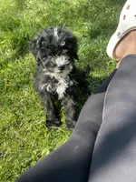 Creed, a male Miniature Bernedoodle for sale in Robbinsville, NC – 1 of 4
