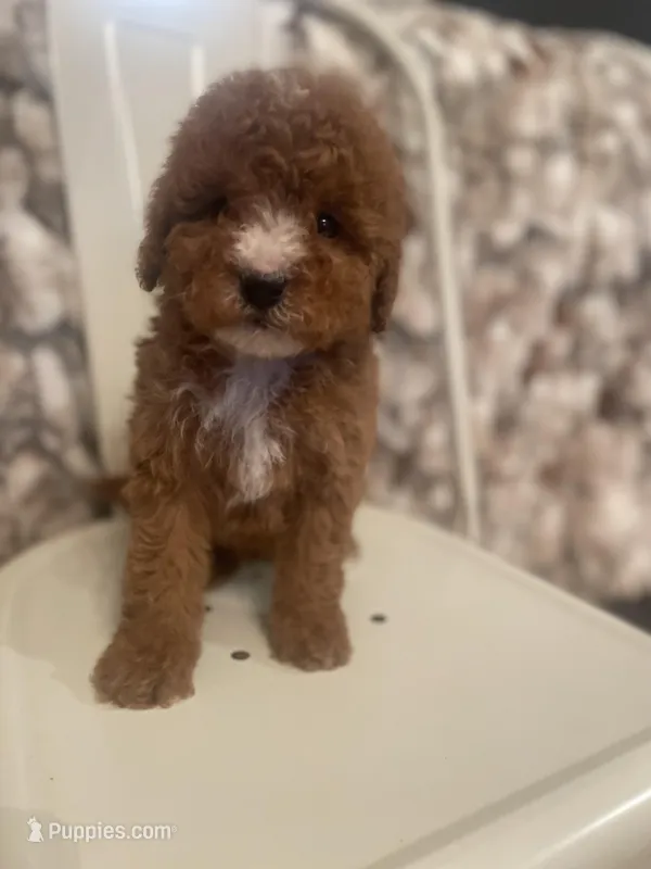 Rocky  – Miniature Bernedoodle puppy for sale in Robbinsville, NC