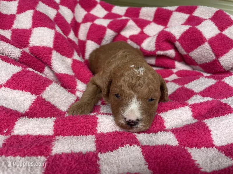 Sky  – Miniature Bernedoodle puppy for sale in Robbinsville, NC